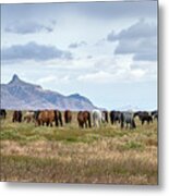 The Wild Horses  Of The Onaqui Mountains, Utah #3 Metal Print