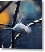 Tufted Titmouse #2 Metal Print