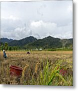 View Of Farmers At Paddy Field During Harvest Season In Bario, Sarawak - A Well Known Place As One Of The Major Organic Rice Supplier In Malaysia. #2 Metal Print