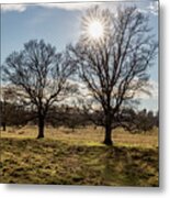 Winter Sun  #2 Metal Print