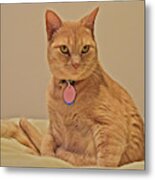 2019 Sunny Cat End Of The Year Portrait Metal Print