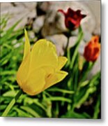 2020 Acewood Tulips By The Water 1 Metal Print