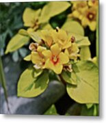 2020 Mid June Garden Container 1 Metal Print