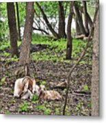 2022 Visiting Goats Mom With Kids Metal Print