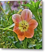 2023 Spring Show Orange Tulip Metal Print