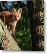 Fox Kit #23 Metal Print