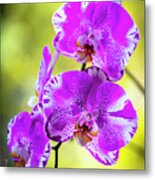 Purple Orchid Flowers #24 Metal Print