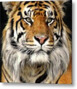 Bengal Tiger  #3 Metal Print