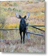 Bull Moose #3 Metal Print