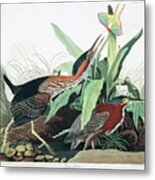 Green Heron #3 Metal Print