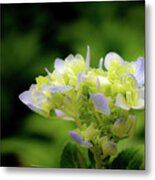 Hydrangea #4 Metal Print