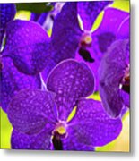 Purple Orchid Flowers #35 Metal Print