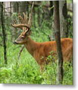 Whitetail Buck #36 Metal Print