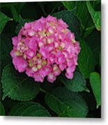 Annabelle Hydrangeas #4 Metal Print