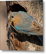 Eastern Bluebird With Nesting Material Metal Print