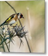 European Goldfinch Carduelis Carduelis Costa Ballena Cadiz #4 Metal Print