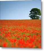 Tree In A Poppy Field #4 Metal Print