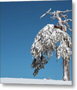 Winter Landscape In Snowy Mountains. Frozen Snowy Lonely Fir Trees Against Blue Sky. Metal Print