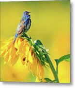 An Indigo Bunting Perched On A Sunflower #5 Metal Print