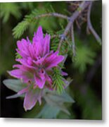 Indian Paintbrush #5 Metal Print