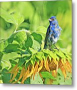 An Indigo Bunting Perched On A Sunflower #6 Metal Print
