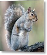 Eastern Grey Squirrel #6 Metal Print