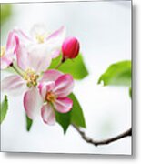 Soft Pastel Cherry Blossoms In Spring #8 Metal Print