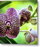 Spotted Vanda Orchid Flowers #6 Metal Print