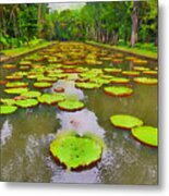 The Lily Ponds Of Pamplemousse Botanic Garden #6 Metal Print