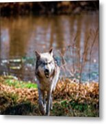 Wildlife #6 Metal Print