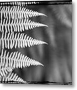 Ferns #7 Metal Print