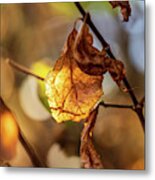 Nature Photography - Fall Leaves #7 Metal Print
