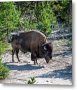 Bison Grazing On A Meadow In Yellowstone National Park #8 Metal Print