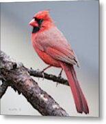 Male Cardinal #8 Metal Print