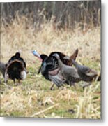 Wild Turkey #8 Metal Print