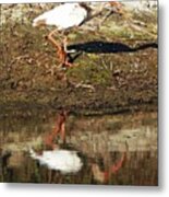 81 White Ibis Lacassine Nwr Metal Print