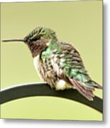 Hummingbird #9 Metal Print