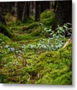 Moss Under The Spruce Metal Print