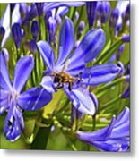 A Bee Poses In The Agapanthus Metal Print