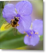 A Bee Visits A Purple Spiderwort Metal Print