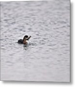 A Bit Too Big Catch For This Pied-billed Grebe Metal Print