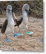 A Blue-footed Booby Pair In A Mating Dance Metal Print