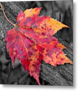 A Bright Orange And Red Maple Leaf On A Black And White Background Metal Print