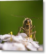 A Brown Bug Enjoying Flower Nectar Metal Print