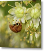 A Brown Bug Was Feasting On Flower Nectar On A Warm Summer Evening Metal Print