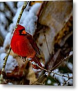 A Cardinal In Winter Metal Print