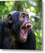 A Chimpanzee, Pan Troglodytes, Bares His Teeth Whilst Communicat Metal Print