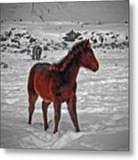 A Colts First Winter Metal Print