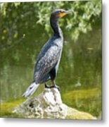 A Double-crested Cormorant Rests On A Rock In The Florida Evergl Metal Print