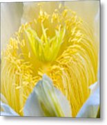 A Dragon Fruit Flower In Macro Metal Print